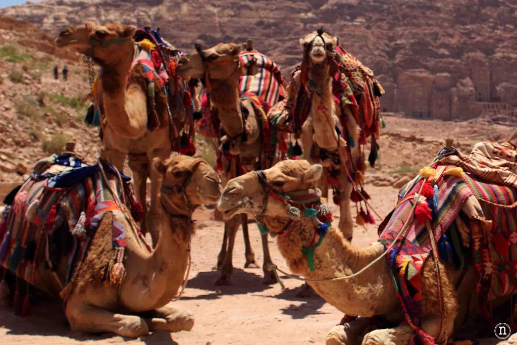 camellos petra