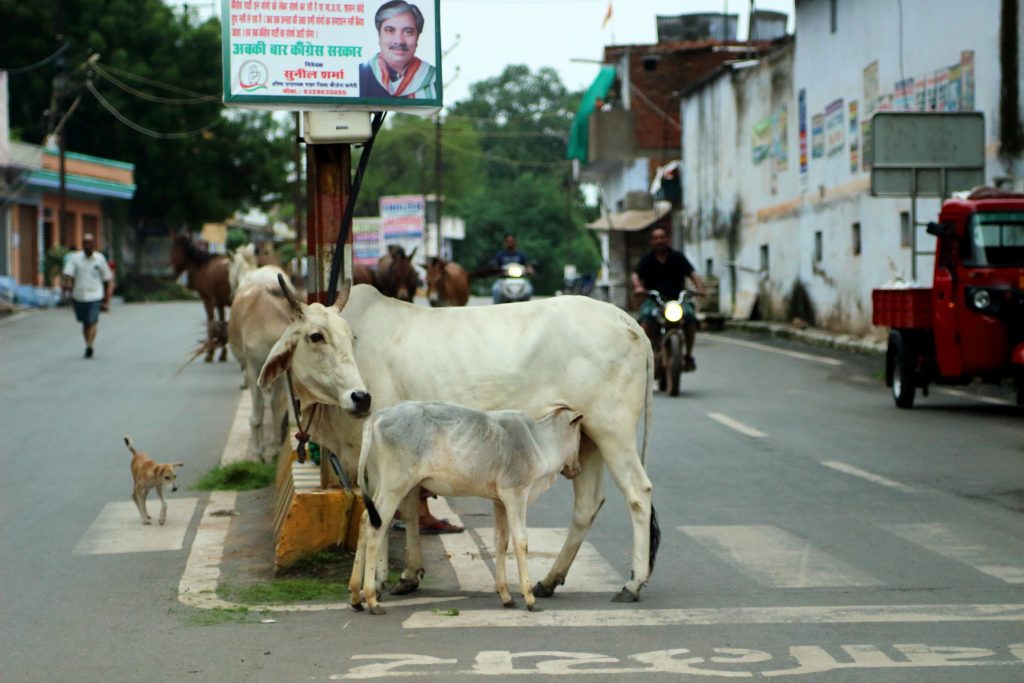 vaca en la carretera