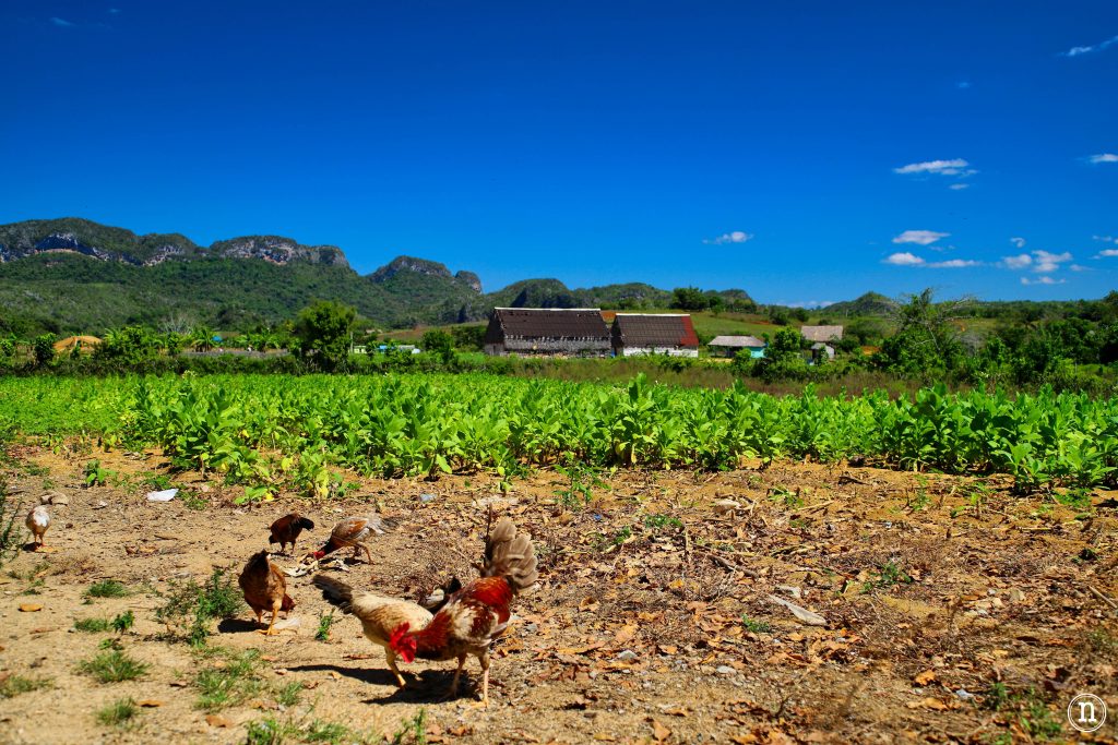 valle de viñales