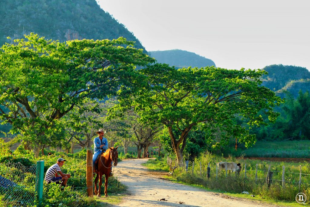 caballo viñales