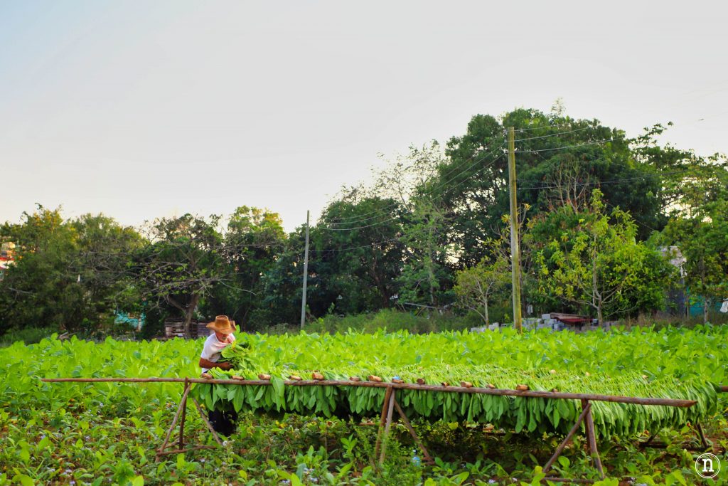 cosecha de tabaco