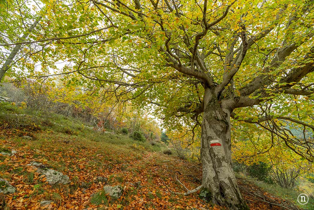 Hayedo de Diustes otoño bosques