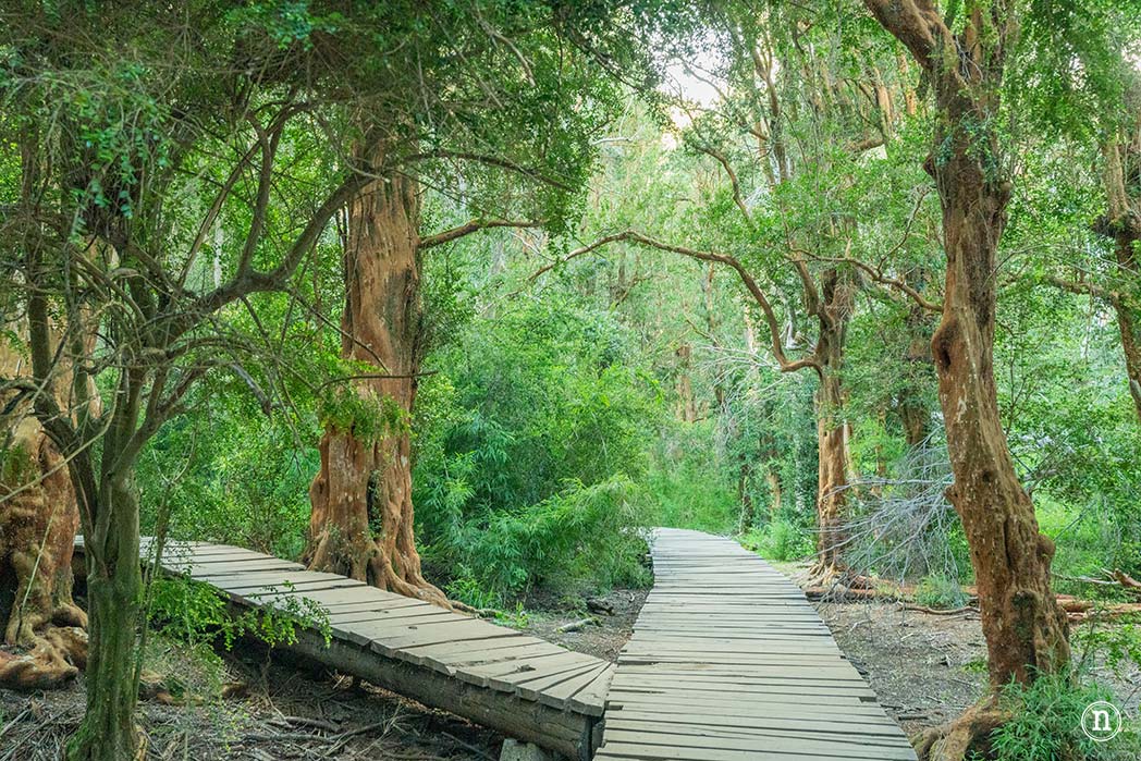 Sendero de los Arrayanes en el Circuito Chico en Bariloche
