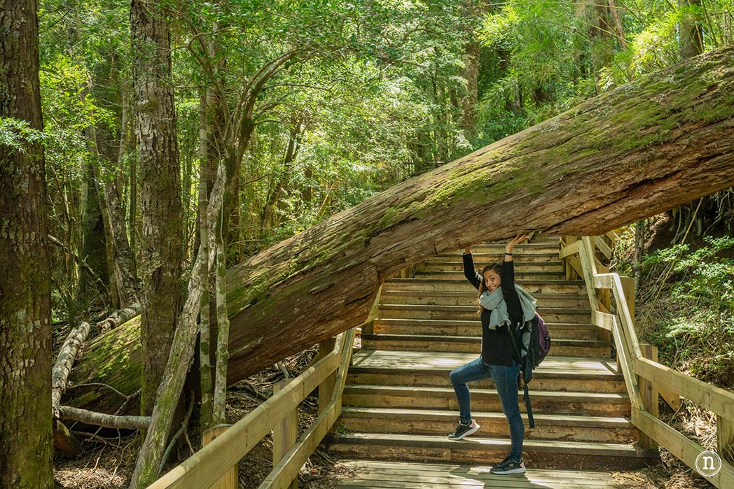 Puerto Blest, Lago Frías y Cascada de los Cántaros