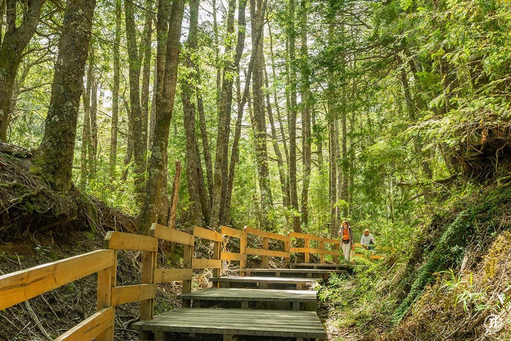 Puerto Blest, Lago Frías y Cascada de los Cántaros
