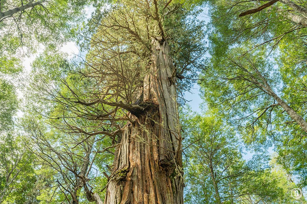 Puerto Blest, Lago Frías y Cascada de los Cántaros