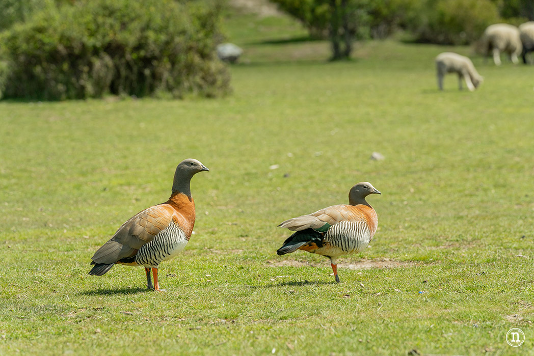 cauquén o avutarda magallánica (Chloephaga picta)