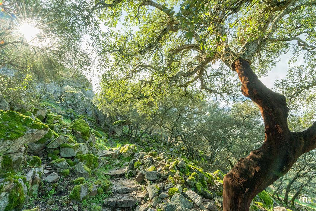 Parque Nacional de Monfragüe, castillo, buitres y Salto del Gitano Y cuenta la leyenda que el puente costó tantas monedas de oro como piedras tiene 30.000 y tú te crees esta leyenda del siglo XVII? Si algo nos ha gustado, ha sido ver el embalse lleno de agua, pero esto tiene una consecuencia que tenemos que asumir en nuestra ruta y es que no podremos atravesar el puente del cardenal, sino que tendremos que continuar andando por la carretera hasta llegar al puente nuevo Mirador del río Tajo, puente del cardenal Sierra de las corchuelas Cañada Real