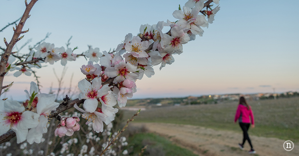 Senda de los almendros de Castronuño