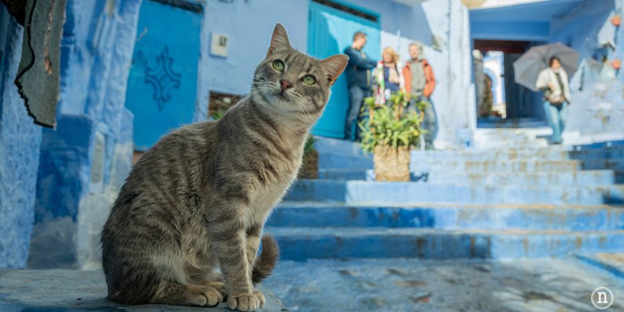 Chefchaouen qué ver en la ciudad azul de Marruecos