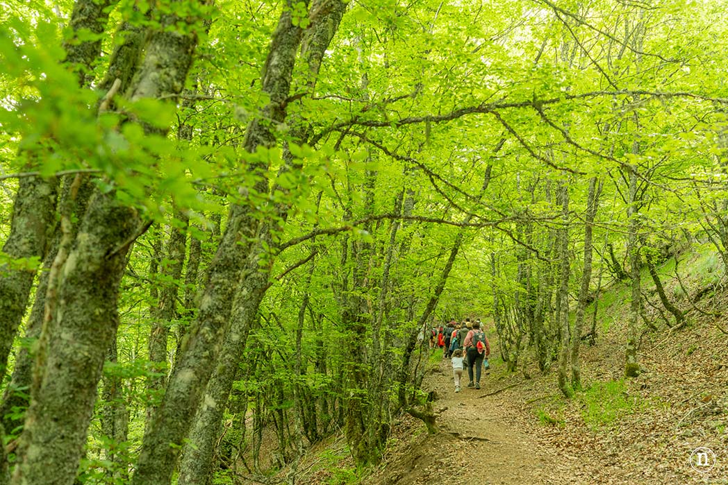 Bosques en otoño de Castilla y León