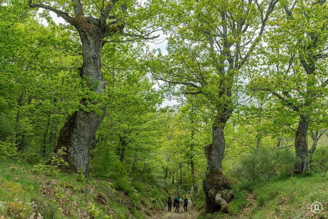 Bosque Encantado de Carande, Senda de la Mitología Leonesa
