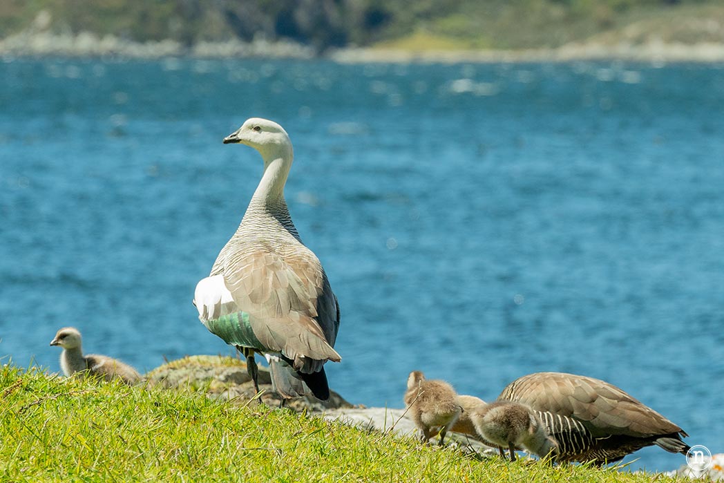Senda Costera en el P. N. Tierra del Fuego, Ushuaia