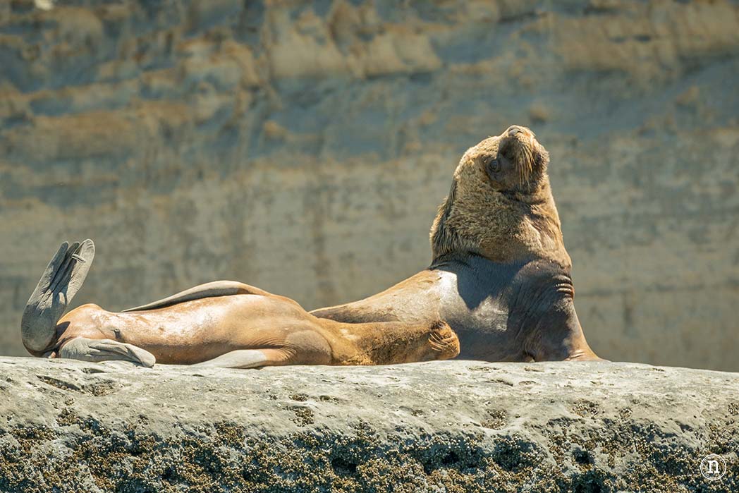Ballenas en Península Valdés