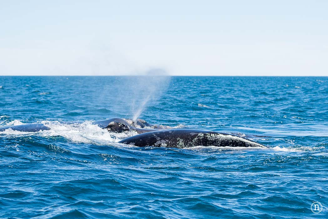 Ballenas en Península Valdés