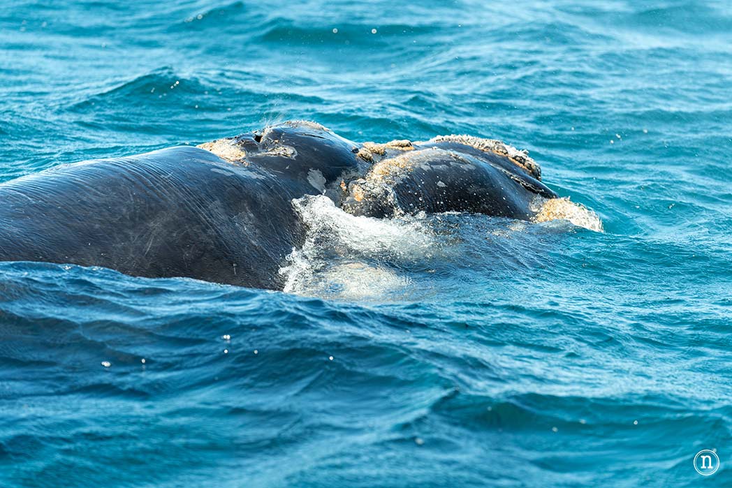Ballenas en Península Valdés