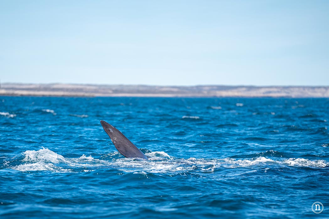 Ballenas en Península Valdés