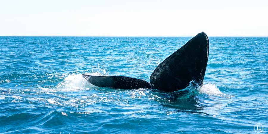 Ballenas en Península Valdés