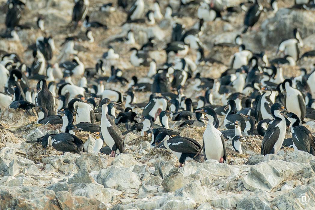 Canal Beagle y Faro Les Éclaireurs, navegando en el fin del mundo
