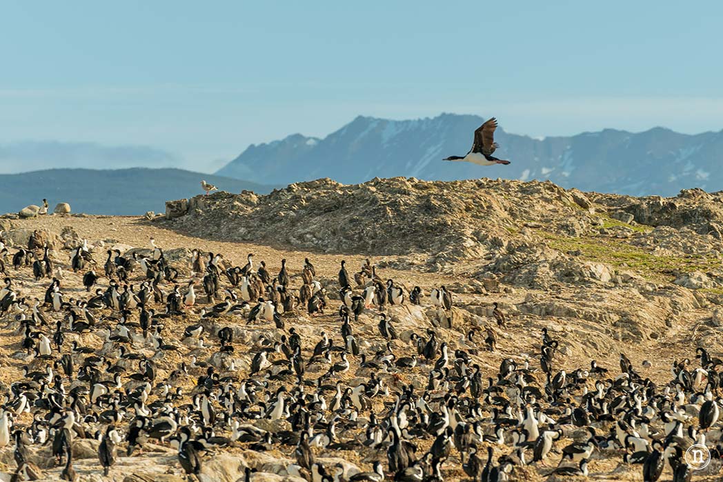 Canal Beagle y Faro Les Éclaireurs, navegando en el fin del mundo
