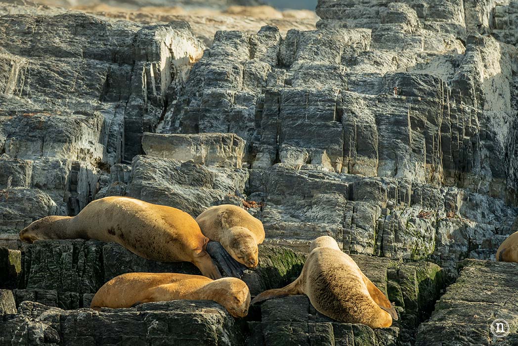Canal Beagle y Faro Les Éclaireurs, navegando en el fin del mundo
