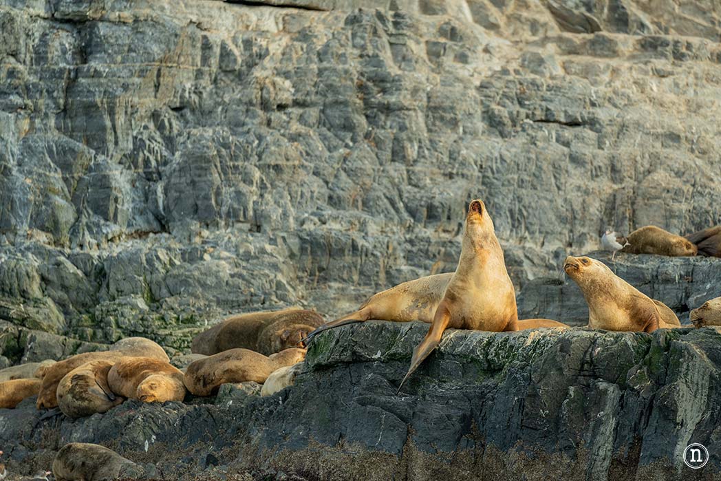 Canal Beagle y Faro Les Éclaireurs, navegando en el fin del mundo 