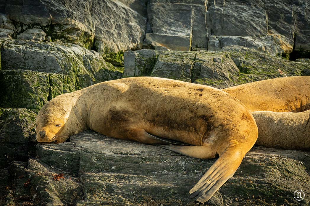 Canal Beagle y Faro Les Éclaireurs, navegando en el fin del mundo

