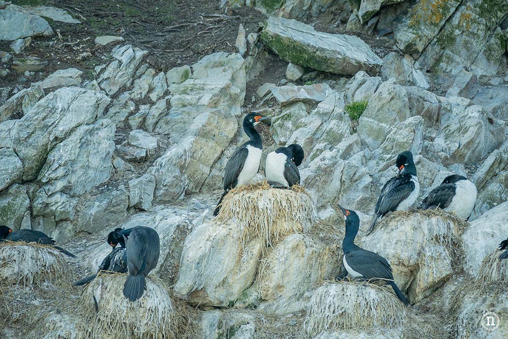 Canal Beagle y Faro Les Éclaireurs, navegando en el fin del mundo
