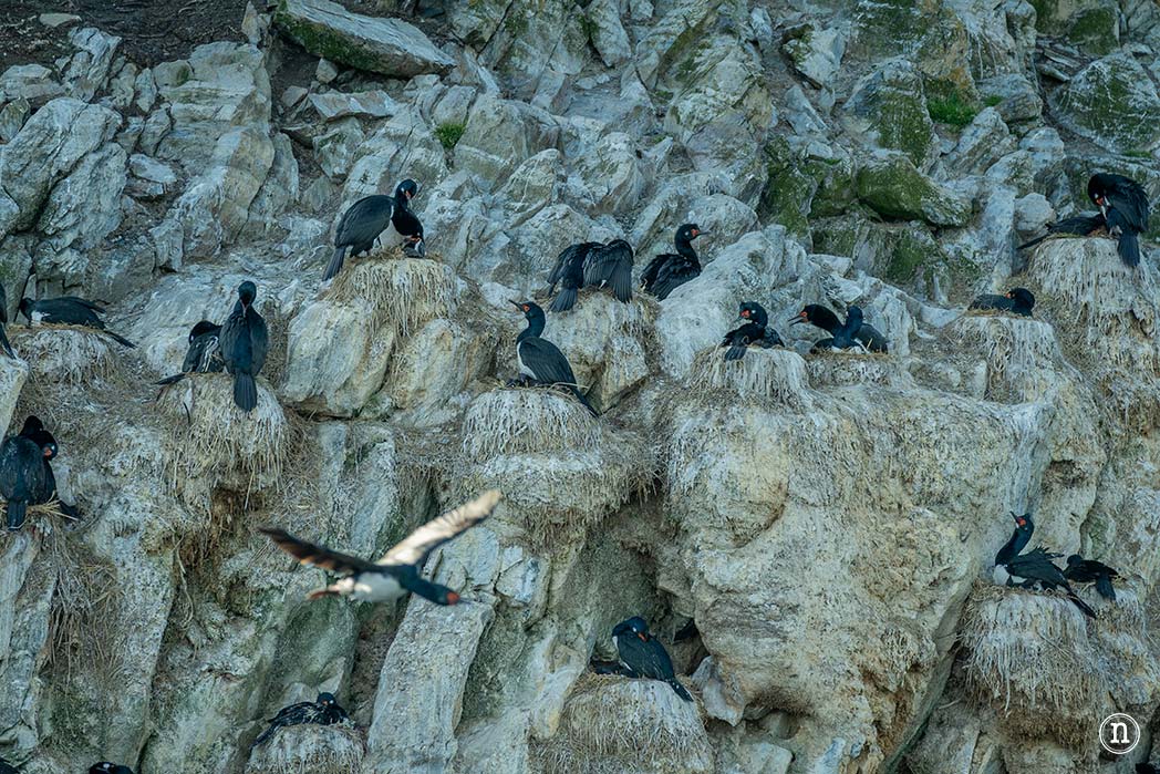 Canal Beagle y Faro Les Éclaireurs, navegando en el fin del mundo
