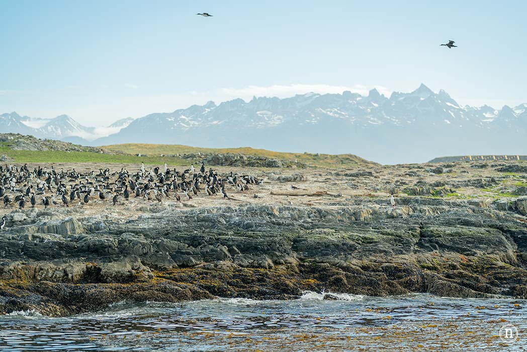 Canal Beagle y Faro Les Éclaireurs, navegando en el fin del mundo
