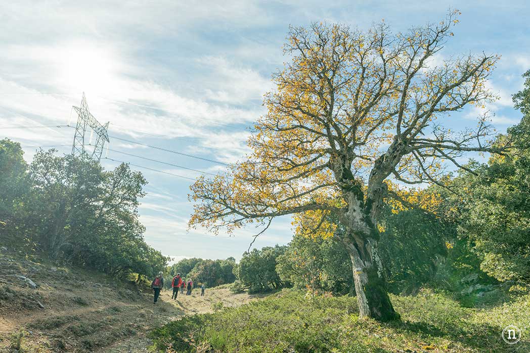 Senda de las Doncellas del Hoyal