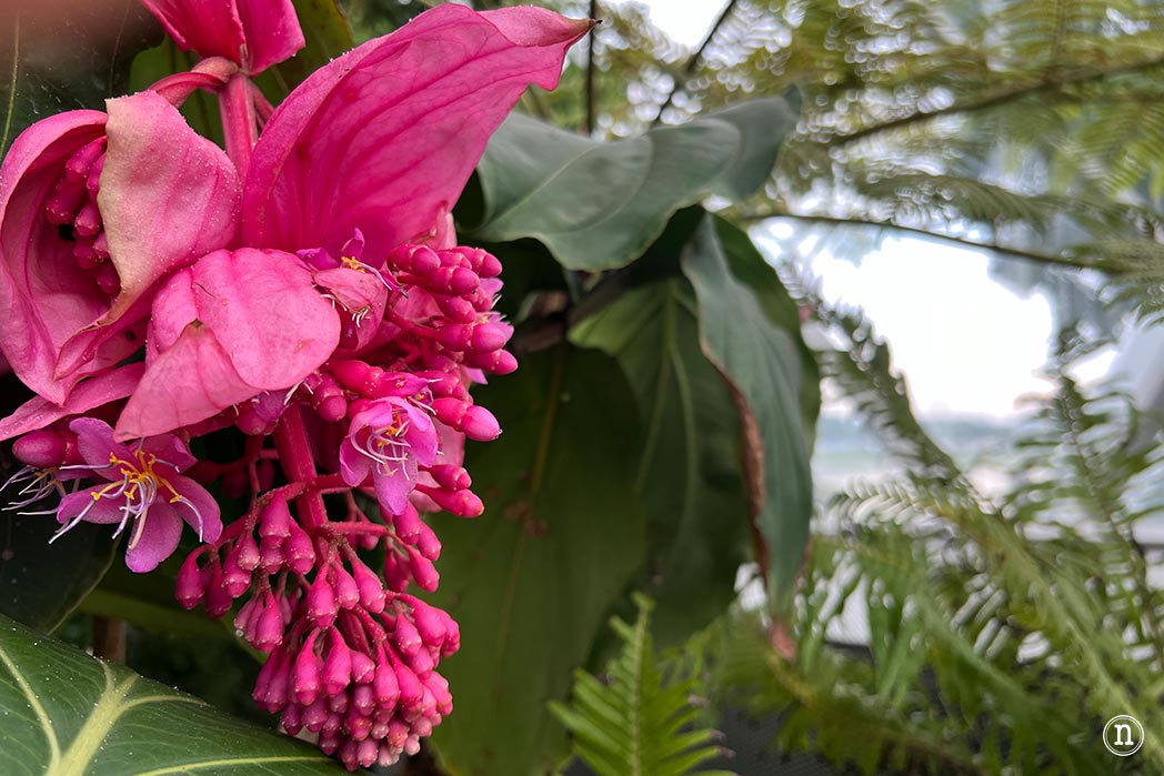 Gardens by the Bay en Singapur, GUIA DEFINITIVA
