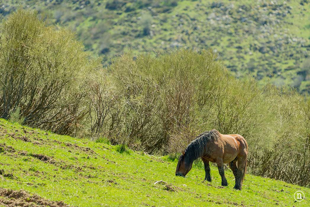 Montaña de Riaño y Mampodre: Maraña y Puerto de Las Señales