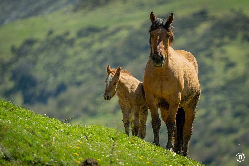 Montaña de Riaño y Mampodre: Maraña y Puerto de Las Señales