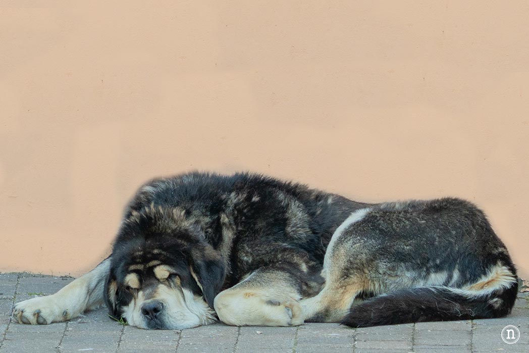 Montaña de Riaño y Mampodre: Maraña y Puerto de Las Señales