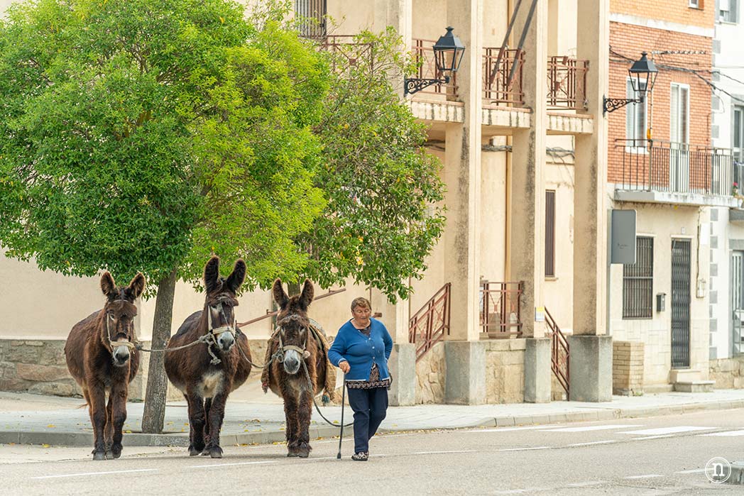 Villalcampo, un paseo con burros por los Arribes del Duero 