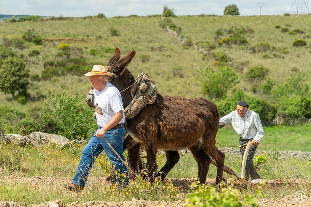 Villalcampo, un paseo con burros por los Arribes del Duero