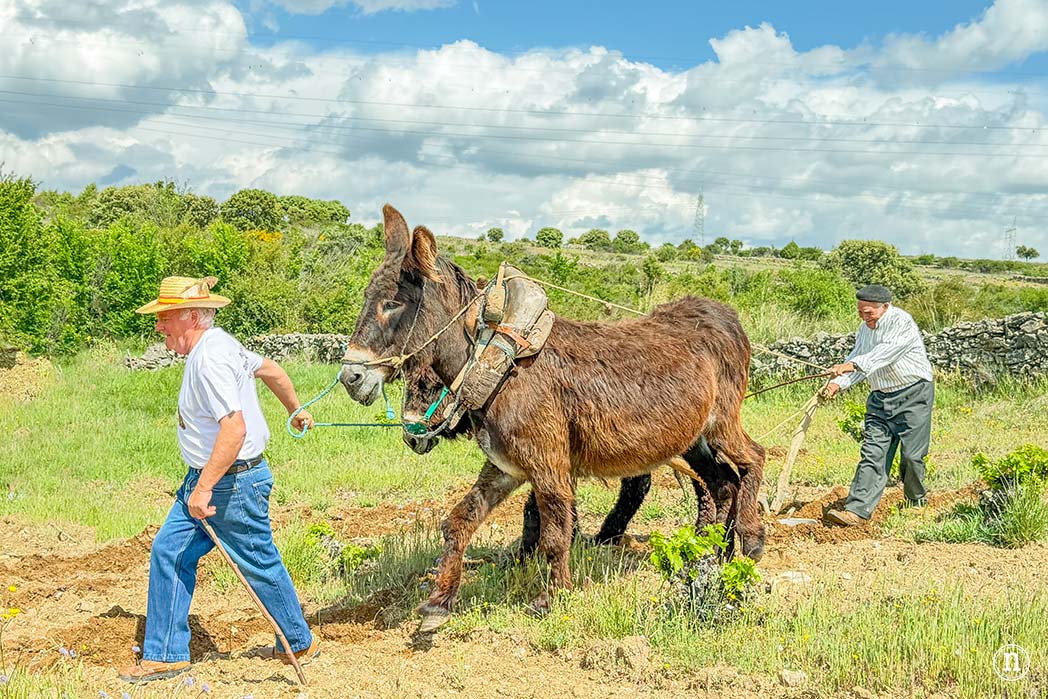 Villalcampo, un paseo con burros por los Arribes del Duero