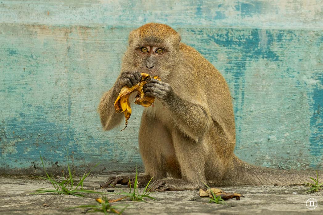 Kuala Lumpur, que ver en la Capital de las Luces