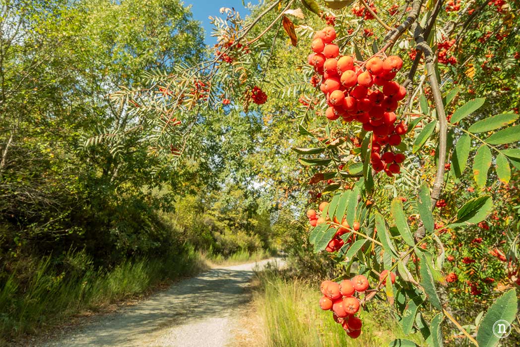 Bosque del Tejedelo, magia en Requejo de Sanabria, Zamora