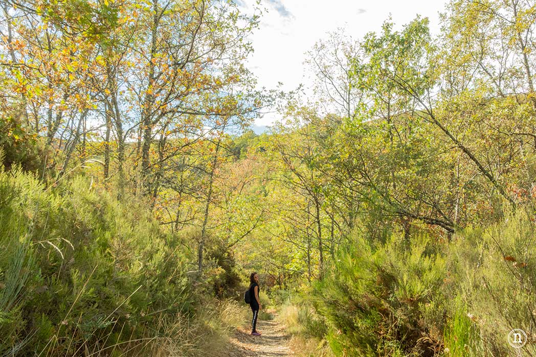 Bosque del Tejedelo, magia en Requejo de Sanabria, Zamora