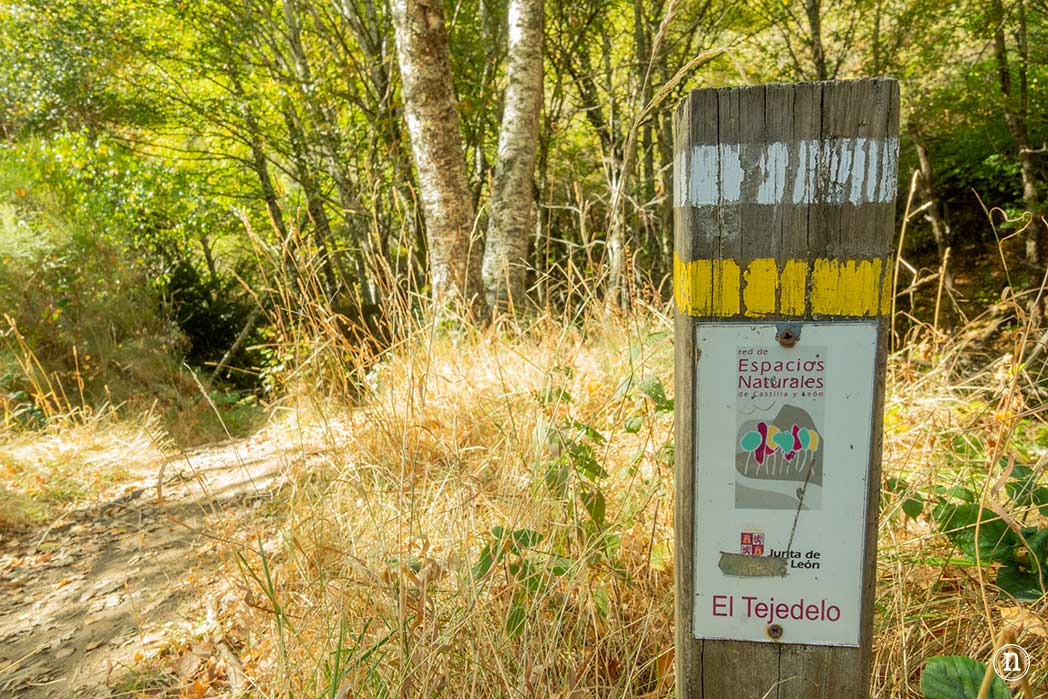 Bosque del Tejedelo, magia en Requejo de Sanabria, Zamora 