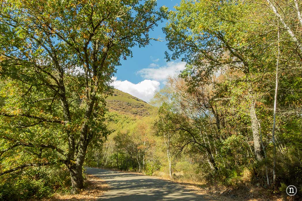 Bosque del Tejedelo, magia en Requejo de Sanabria, Zamora 