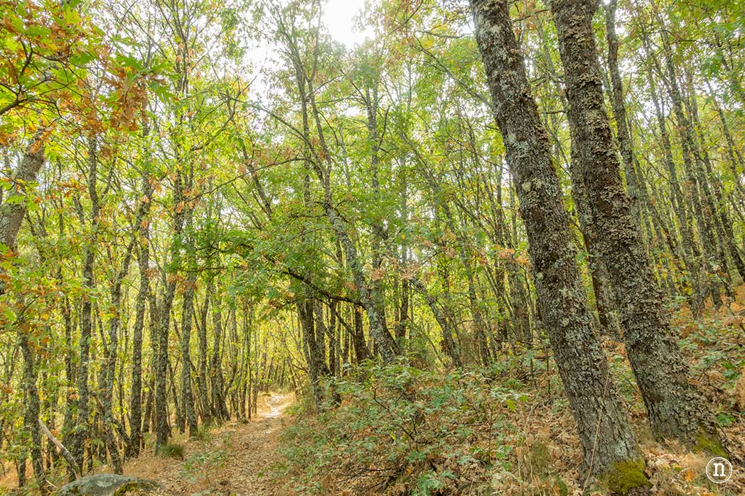 Bosque del Tejedelo, magia en Requejo de Sanabria, Zamora