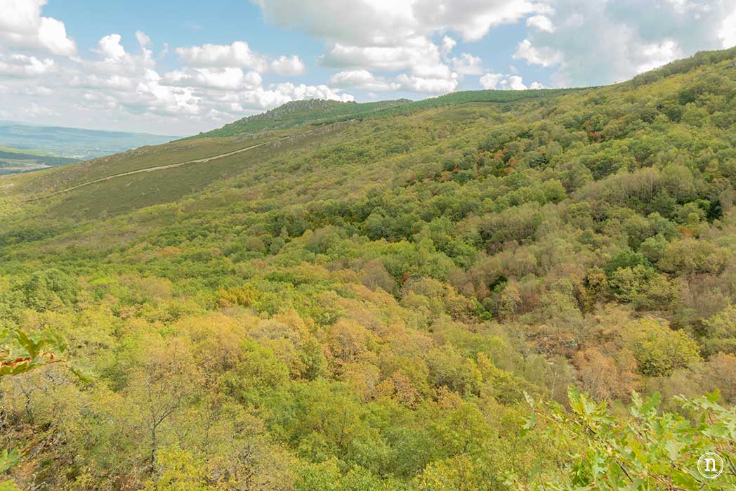 Bosque del Tejedelo, magia en Requejo de Sanabria, Zamora