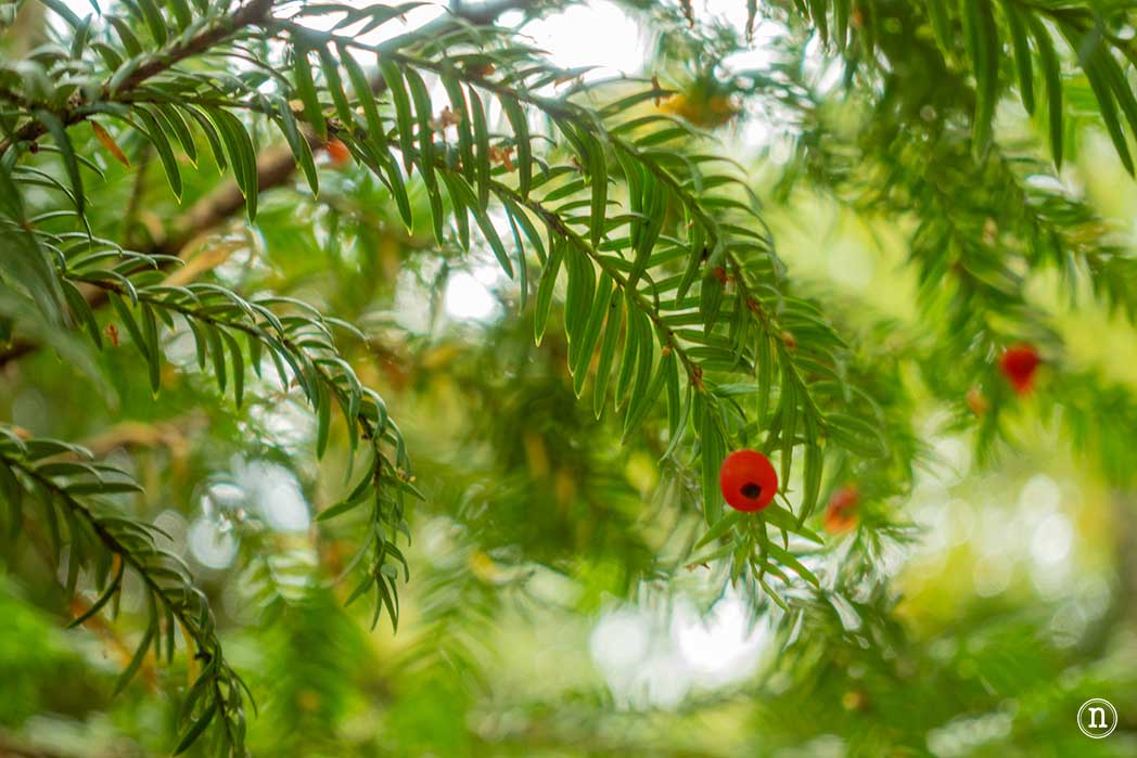 Bosque del Tejedelo, magia en Requejo de Sanabria, Zamora