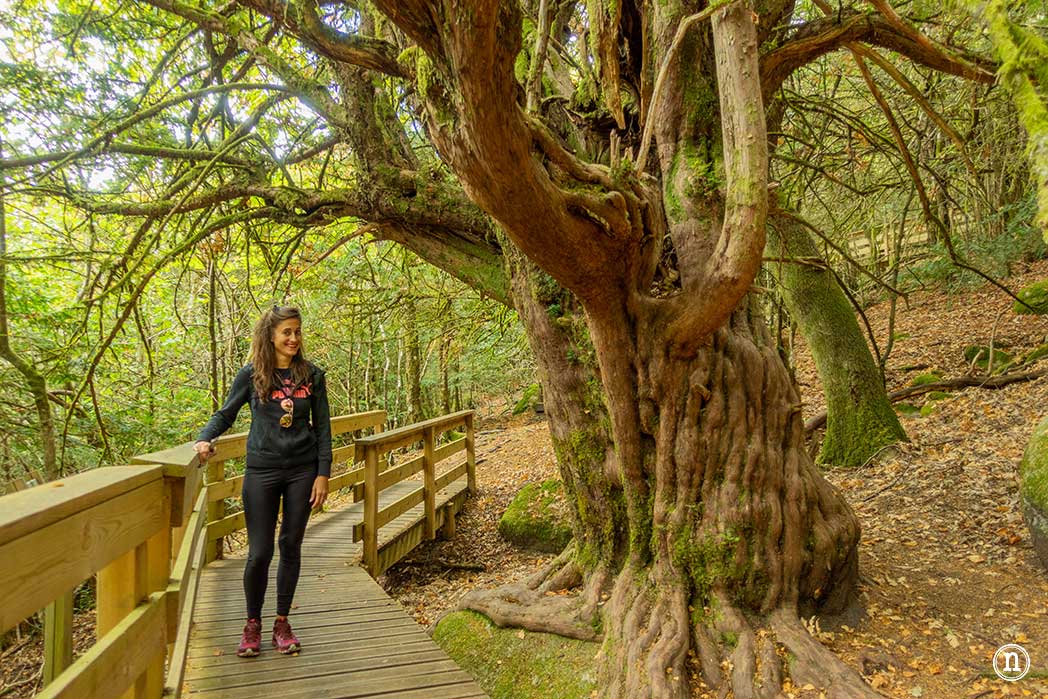 Bosque del Tejedelo, magia en Requejo de Sanabria, Zamora