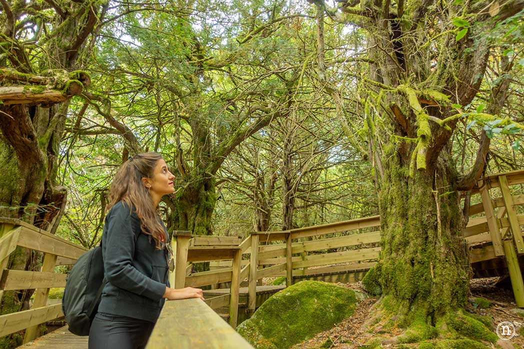 Bosque del Tejedelo, magia en Requejo de Sanabria, Zamora