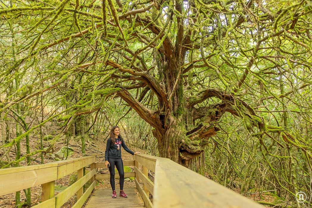 Bosque del Tejedelo, magia en Requejo de Sanabria, Zamora
