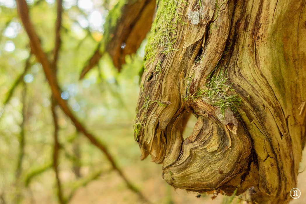 Bosque del Tejedelo, magia en Requejo de Sanabria, Zamora